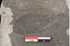 Foto (Detailansicht) von Cassia hyperborea Unger (NHMW-GEO-2024-0188-8052)